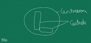 Centrosome is not present in the cells of:... | Filo