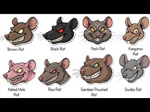 Every RAT Species Explained in 08 Minutes