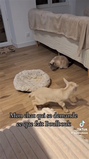 #chevreau# bébé chèvre 🐐 #cat #chat chaton story cat 🐱 قط هر معيز # animaux bouc ferme agriculteurs