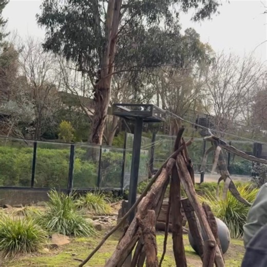👀 Ever wondered how keepers keep our animals curious and active? Now’s your chance to find out! Join the Curious Creatures Tour at the National Zoo & Aquarium and step behind the scenes. This tour may include: 🧸 Creating a toy to puzzle a meerkat 🌴 Help design a playground paradise for a sun bear 🐒 Testing your smarts against a monkey’s clever tricks 🌟 A number of other amazing experiences Every day at the Zoo is a new adventure - come share the magic with us! 🤩 | National Zoo & Aquarium C