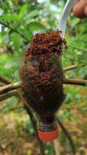 grafting using used bottles, simple and fast! #airlayering #grafting #nature #diy #plants #reels #multiplyplant | Febrian Syah