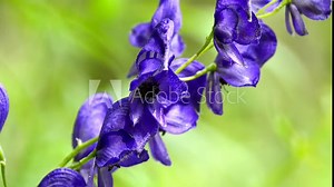Aconite, Aconitum napellus, most toxic plant of the world, medicinal plant with flower