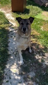 Marty McFLY Marty is a very energetic boy and despite his three legs he wants a run around the olive grove every morning. He's a playful baby really. https://donorbox.org/george-stray-dogs-2 https://www.paypal.com/donate/?cmd=_s-xclick&hosted_button_id=YDFUP26WDRCBN&sourc&fbclid=IwAR1facAgeKfAg7gio9o09TrhHo-C4X7qg6LszxCiCRKwOnTpfoAiyHE38Bs Μαρτι Μακ Φλαι 🐶 Ο Μάρτι είναι ένα πολύ ενεργητικό σκυλί, ανεξάρτητα από τα 3 μόνο πόδια του ,του αρέσει να τρέχει γύρω από τον ελαιώνα κάθε πρωί. Είναι πραγ