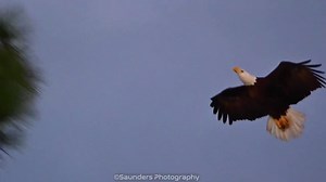 🌟✨⭐️In Top Form⭐️✨🌟 I made this video to showcase the aerodynamic, and acrobatic flying skills of Bald Eagles. As you watch the video, closely observe how the wings and tail are used to maneuver through trees, break speed, glide, and land. The talons are positioned in a very particular way when taking off, flying, and carrying nesting materials and landing. An eagle has roughly 7000 feathers which is about 5 percent of its body weight. Only one flight feather is lost at a time, so the bird can