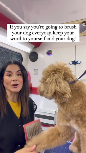 8 comments | Wanna learn how to groom your dog? There are a couple...