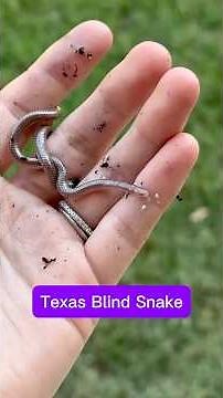 Texas Blind Snake: Fact about one of the smallest snake species!