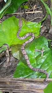 527K views · 4K reactions | Nauyaca Real #elcampoesvida #vidaderancho #serpientes #faunasalvaje #avessilvestres #Chiapas #culebras | Pajareando ando | Facebook