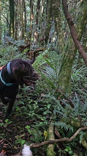Save the Kiwi on Instagram: "Sometimes, the team will be out looking for kiwi but we get weka instead. It's always great to see native manu (birds) when we're in the field. This one was extra nosy 👀 #savethekiwi #kiwisavers #weka"
