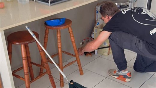 'Highly Venomous' Snake Removed From Domino's Pizza Box Inside Home