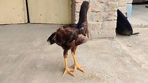 Growth Video of Aseel Murga from Day 1 to 450 Days ❤️ #Aseel #murga #aseelmurga #aseelmurgalover #aseelyoutube #AseelFarm #aseelrooster #aseellovers #aseelbirds #MianwaliAseel #amrohaaseel #thaiaseel #shamochicken #ShamoLover #Lasani #animals #chicks #chicken #farming #Amroha #amrohaaseel #afterbefore | Aseel Murga Training