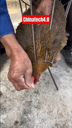 Chicken Slaughter Process | Clean & Efficient Poultry Processing #chicken #shortvideo #farming