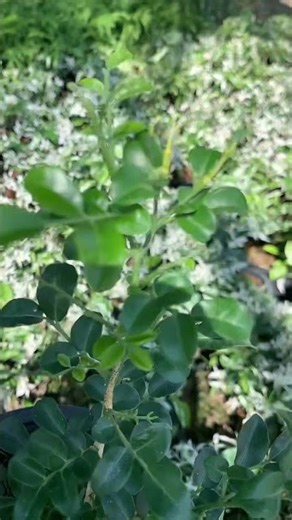 At noon, I'm selecting dwarf glass plants and variegated dwarf jasmine for everyone. #ornamentalp...
