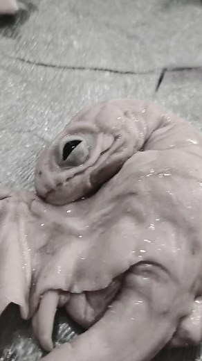 Reptile Egg Hatching Art Sculpture | Baby Animal Dragon Creation