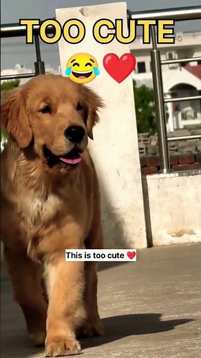 😂 Golden Retriever Puppies' Funniest Reactions Ever ❤️🐶 | Too Cute To Skip!