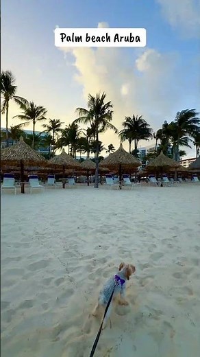 Palm beach Aruba Saturday May 16, 650am! By the Marriott Stellaris