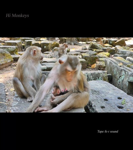 Lovely Libby Family | Hi Monkeys