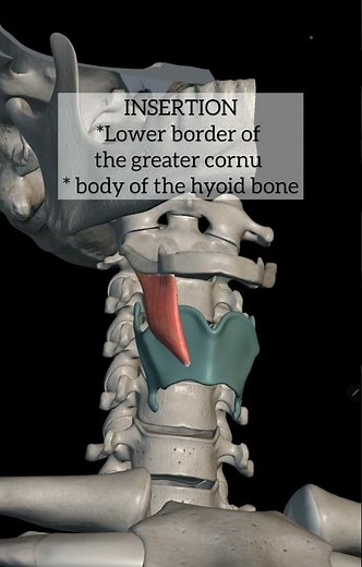 Thyrohyoid muscle anatomy
