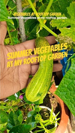 Summer Vegetables at my rooftop garden #vegetablegarden #summervegetables
