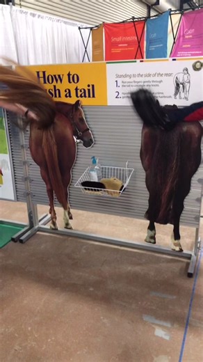 Learn how to brush a horse’s tail! Follow along with the Pony Club interactive educational display this week at the #kentuckyhorsepark ! #ponyclub