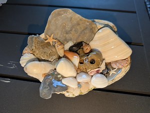 Florida Seashell Art: Beach Home Decor - Etsy