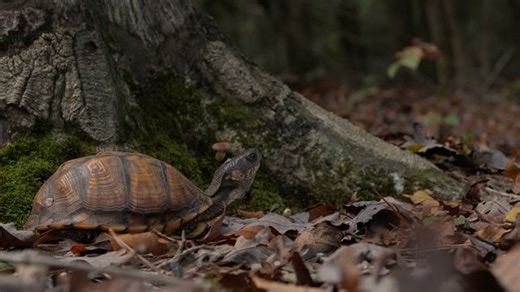Turtle, Forest, Woods. Free Stock Video