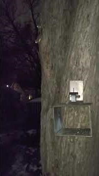 Backyard Northern Flying Squirrel Minnesota