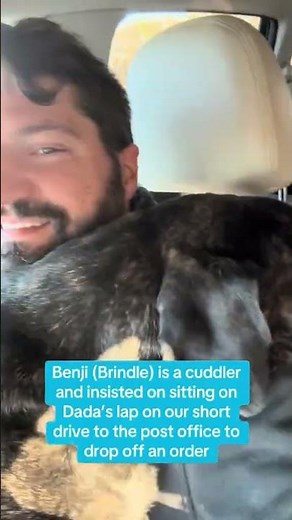 Benji (aka Brindle) is a Stage 5 Clinger..rescued in Miami, adopted by us, attached for life. 🤎🐾