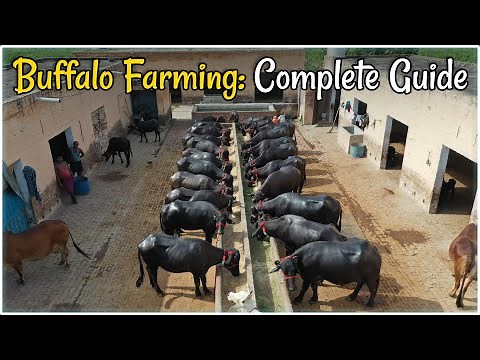 Buffalo Farming for Beginners: A Step-by-Step Guide to Starting Your Own Dairy Farm