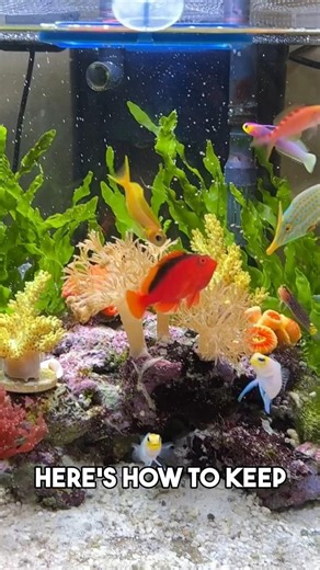 Healthy fish happy tank