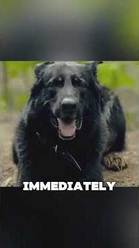 Dog helped family in war