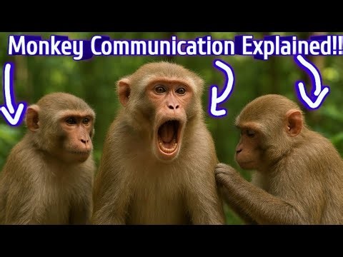 Monkey Signals: How They Really Communicate