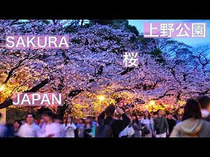 【満開の桜：東京・上野公園】春の花見散歩｜桜並木とお花見の名所を歩く / 上野恩賜公園 Ueno Park Cherry Blossoms 4K SAKURA Tokyo JAPAN
