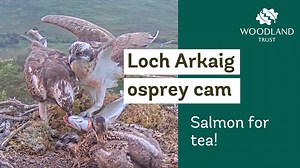 Louis shows off his fishing and providing skills by bringing an entire salmon to the #LochArkaig nest - thanks Dad!🐟 In 2020 Louis brought 553 fish to the Loch Arkaig nest! Watch the whole osprey family live with our #OspreyCam broadcasting from the Scottish Highlands: https://bit.ly/3M23Kft Thanks to support from players of People's Postcode Lottery | The Woodland Trust