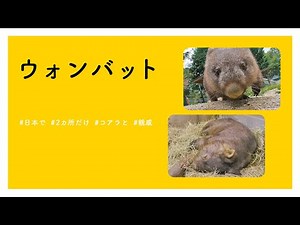 【#かわいい#楽しい#癒し#動物園に行こう】ウォンバット