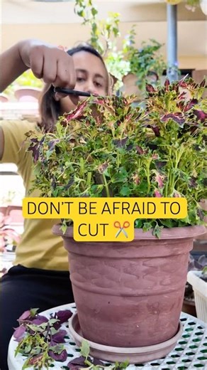 Growth needs sacrifice 🌱✂️ Would you cut your plant like this?