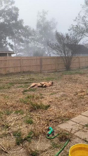 Just one of my Rugrats enjoying the morning air #anwcorsokennels #anwcorsokennelsllc #canecorsolife #louisianacanecorsos | Ashley Mack
