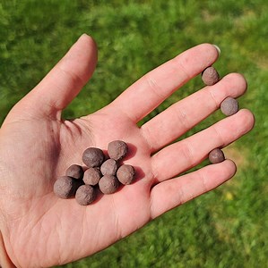 Taconite Iron Ore Pellets, 30  Grams | 12-14 per Set, Upper Peninsula Michigan, Historic Mining Material, Smelted Precambrian Iron Ore - Etsy