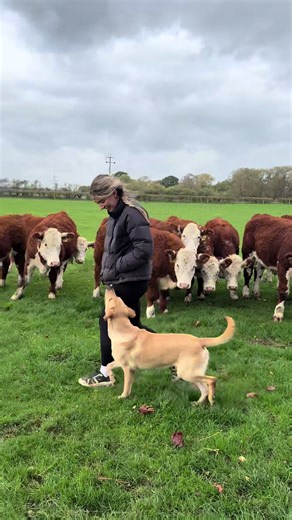 Cows? What cows? 🤣 #dogsoftiktok #dogtraining #germanshepherd #labrador #dog
