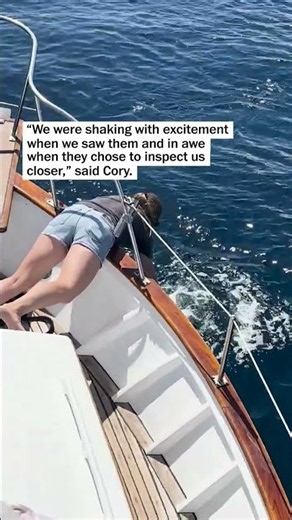 A pod of curious orcas approaches boat in California
