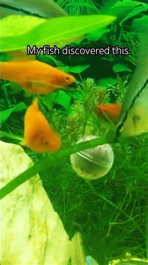 Fish Playing with Feeder Ball – So Relaxing! 🐟✨