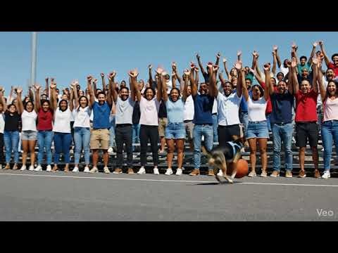 The dog just played Basketball....crowd couldn't believe it
