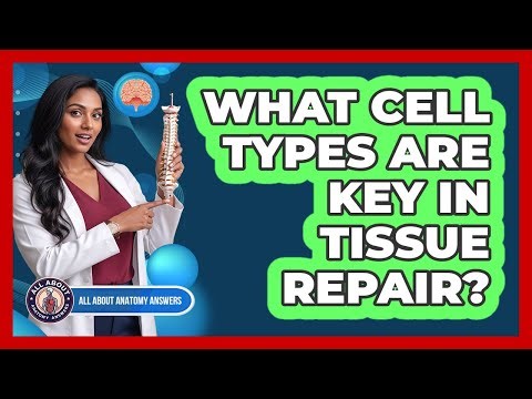 What Cell Types Are Key In Tissue Repair?