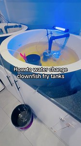 Clownfish Breeding Tips | Water changes without losing fry 👌🐠 In this video, we demonstrate how we safely remove water from our fry systems without accidentally siphoning the fry. Here we are using small airline tubing placed inside a 50-micron rotifer sieve. The sieve acts as a barrier, allowing water to siphon out while preventing delicate fry from being pulled through. This method gives us: • Gentle, controlled water removal • Zero fry loss • Minimal stress on larvae • Cleaner rearing tubs 
