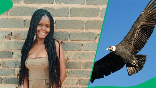 "Let's pray": Woman shocked as bird attacks her while walking, SA stunned