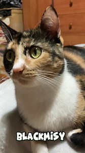 1.7M views · 43K reactions | Aury no se quiere bañar #humorgatos #gatosdivertidos #humor #cat #funnycats #cats #gatos #gatosgraciosos #catslover | Maria Vanesa Alcaide | Facebook