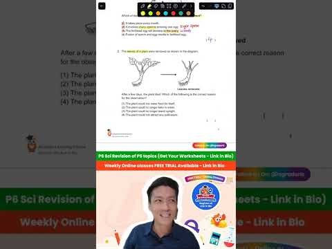 TikTok Live (18 November 2025) Revision: P5 Topics Recap