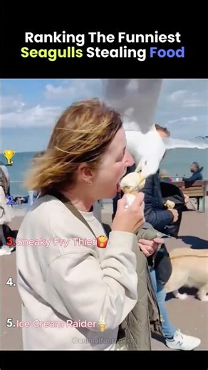 Ranking The Funniest Seagulls Birds #ranking #shorts