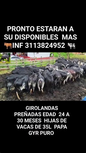 PROXIMAMENTE ESTARAN DISPONIBLES $14.000.000 PURA GENETICA https://wa.me/573113824952 GRACIAS POR COMPARTIR UN PREÁMBULO DE LO QUE LES TENEMOS EN GIROLANDAS PREÑADAS DE 5 Y 6 MESES DE PREÑEZ CON PAJIAS DE TORO BRASILERO 🥛 PARA EL PRIMER PARTO HIJAS DE VACAS CON PICOS DE 35 LITROS EN LOS 2 ORDEÑOS HIJAS DE TORO GYR PURO EDADES ENTRE 24 Y 30 MESES DESDE QUE NACIERON TIENEN TODOS LOS CUIDADOS GANADO SELECTO DE LA RESERVA COSA LINDA COSA MAS FINA PRONTO TE LAS MOSTRAMOS ESTAMOS ENTRE BOLOMBOLO Y CI