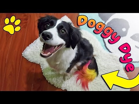 How to dye your dogs hair OMBRE