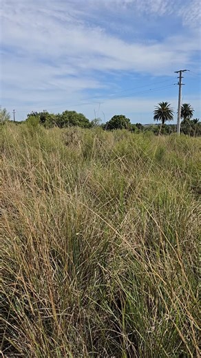 Grammostola anthracina and habitat | Spider Shoppe